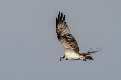 Fischadler / Osprey - Fish Eagle - Fish Hawk