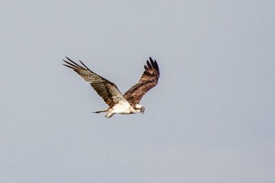 Fischadler / Osprey - Fish Eagle - Fish Hawk