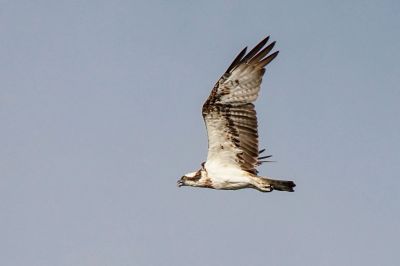 Fischadler / Osprey - Fish Eagle - Fish Hawk