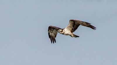 Fischadler / Osprey - Fish Eagle - Fish Hawk