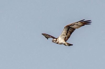 Fischadler / Osprey - Fish Eagle - Fish Hawk