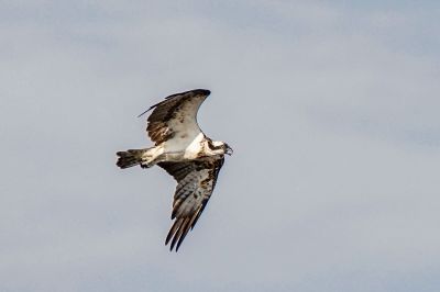 Fischadler / Osprey - Fish Eagle - Fish Hawk