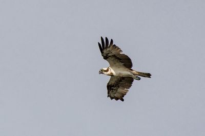 Fischadler / Osprey - Fish Eagle - Fish Hawk