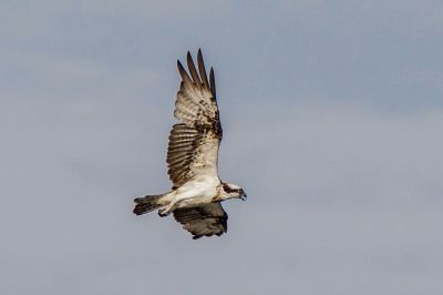 Fischadler / Osprey - Fish Eagle - Fish Hawk