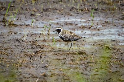 Pazifischer Goldregenpfeifer - Sibirischer Goldregenpfeifer / Pacific Golden Plover