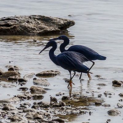 Riffreiher / Pacific Reef Egret