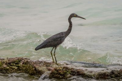 Riffreiher / Pacific Reef Egret