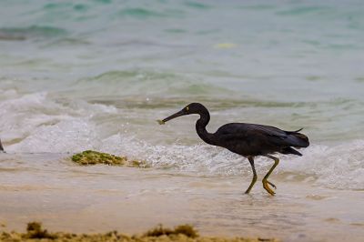 Riffreiher / Pacific Reef Egret