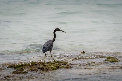 Riffreiher / Pacific Reef Egret