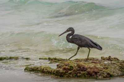 Riffreiher / Pacific Reef Egret