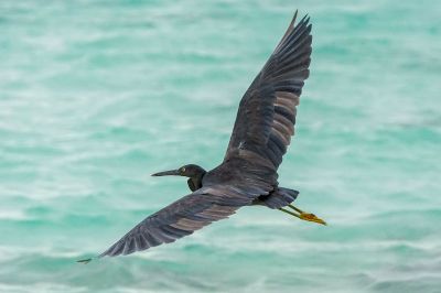 Riffreiher / Pacific Reef Egret