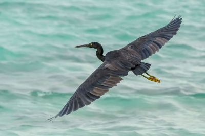 Riffreiher / Pacific Reef Egret