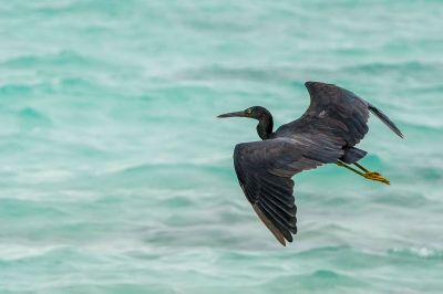 Riffreiher / Pacific Reef Egret