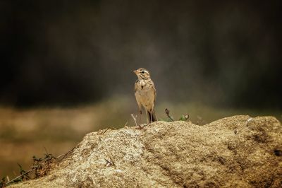 Orientspornpieper / Paddyfield Pipit