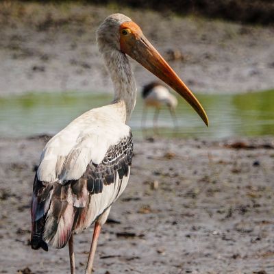 Buntstorch / Painted Stork