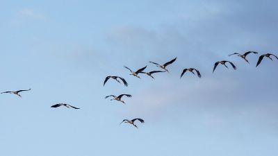 Buntstorch / Painted Stork