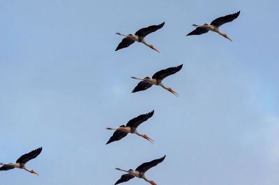 Buntstorch / Painted Stork