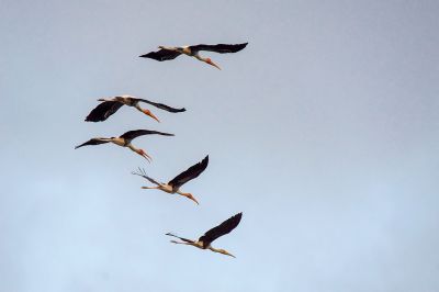 Buntstorch / Painted Stork