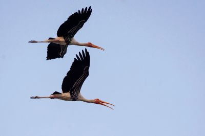 Buntstorch / Painted Stork