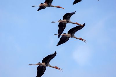 Buntstorch / Painted Stork