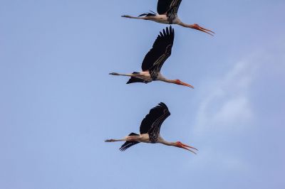 Buntstorch / Painted Stork