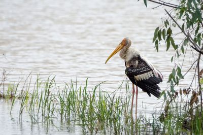 Buntstorch / Painted Stork