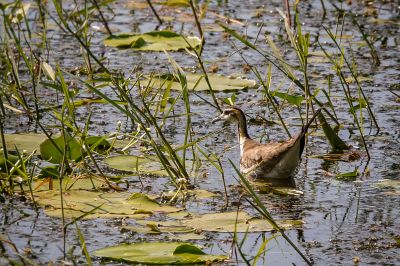 Fasanblatthühnchen - Wasserfasan / Pheasant-tailed Jacana