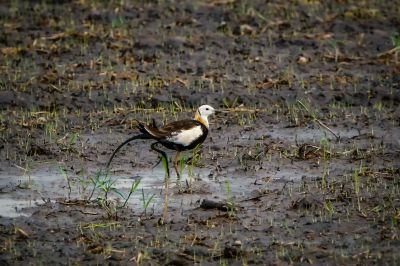 Fasanblatthühnchen - Wasserfasan / Pheasant-tailed Jacana