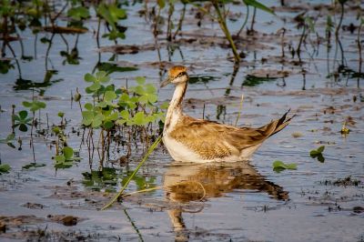 Fasanblatthühnchen - Wasserfasan / Pheasant-tailed Jacana