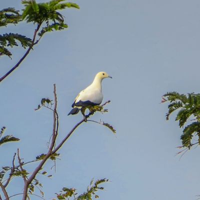 Zweifarben-Fruchttaube / Pied Imperial-pigeon