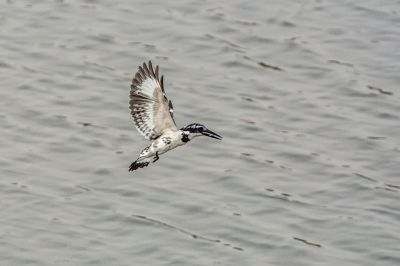 Graufischer / Pied Kingfisher