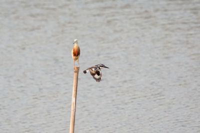 Graufischer / Pied Kingfisher