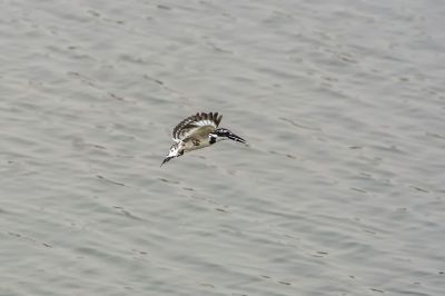 Graufischer / Pied Kingfisher