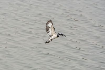 Graufischer / Pied Kingfisher