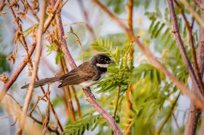 Malaienfächerschwanz / Pied Fantail