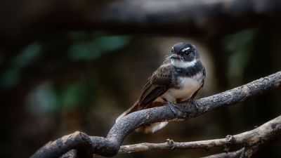 Malaienfächerschwanz / Pied Fantail