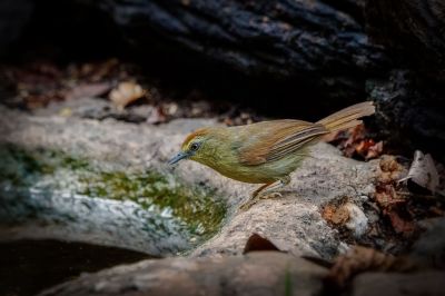 Strichelmeisentimalie / Pin-striped Tit-babbler