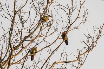 Frühlingstaube / Pink-necked Green-pigeon