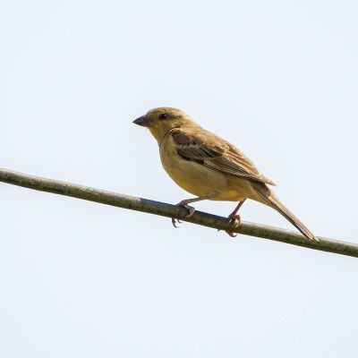 Gelbbauchsperling (W) / Plain-backed Sparrow - Pegu Sparrow