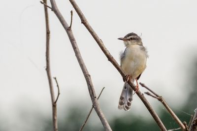 Schlichtprinie / Plain Prinia