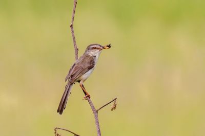 Schlichtprinie / Plain Prinia