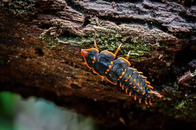 Trilobite Käfer / Trilobite beetle