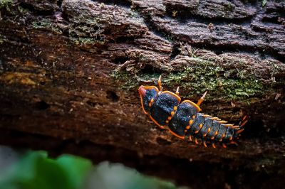 Trilobite Käfer / Trilobite beetle