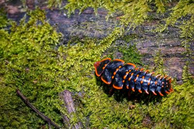 Trilobite Käfer / Trilobite beetle