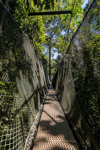 Hängebrücke in Poring, Borneo