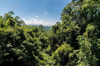 Dschungelblick in Poring, Borneo