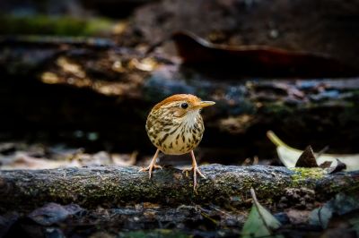 Streifenbrust-Erdtimalie / Puff-throated Babbler