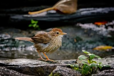 Streifenbrust-Erdtimalie / Puff-throated Babbler