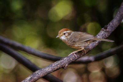 Streifenbrust-Erdtimalie / Puff-throated Babbler