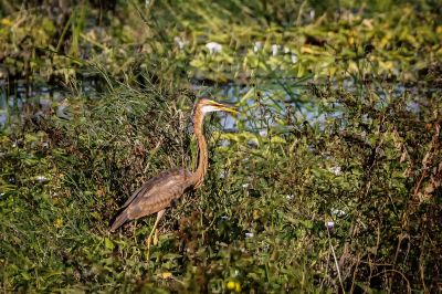 Purpurreiher (J) / Purple Heron